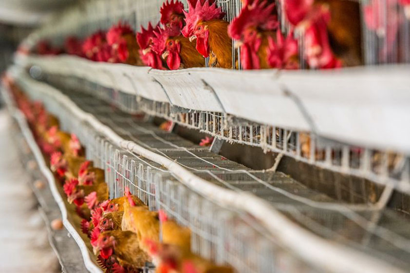 養雞場工業大風扇應用效果與必要